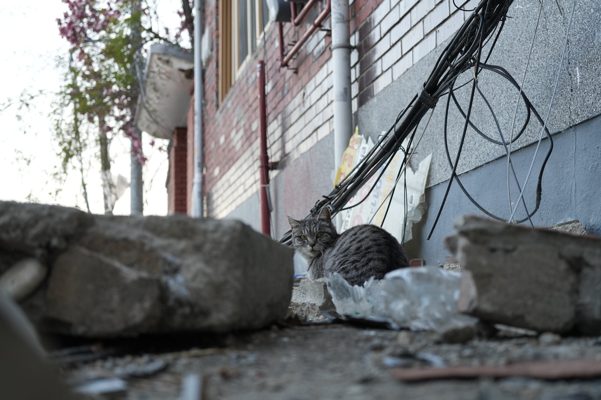 Pregnant cat Ara watching from a partially collapsed building at a demolition site