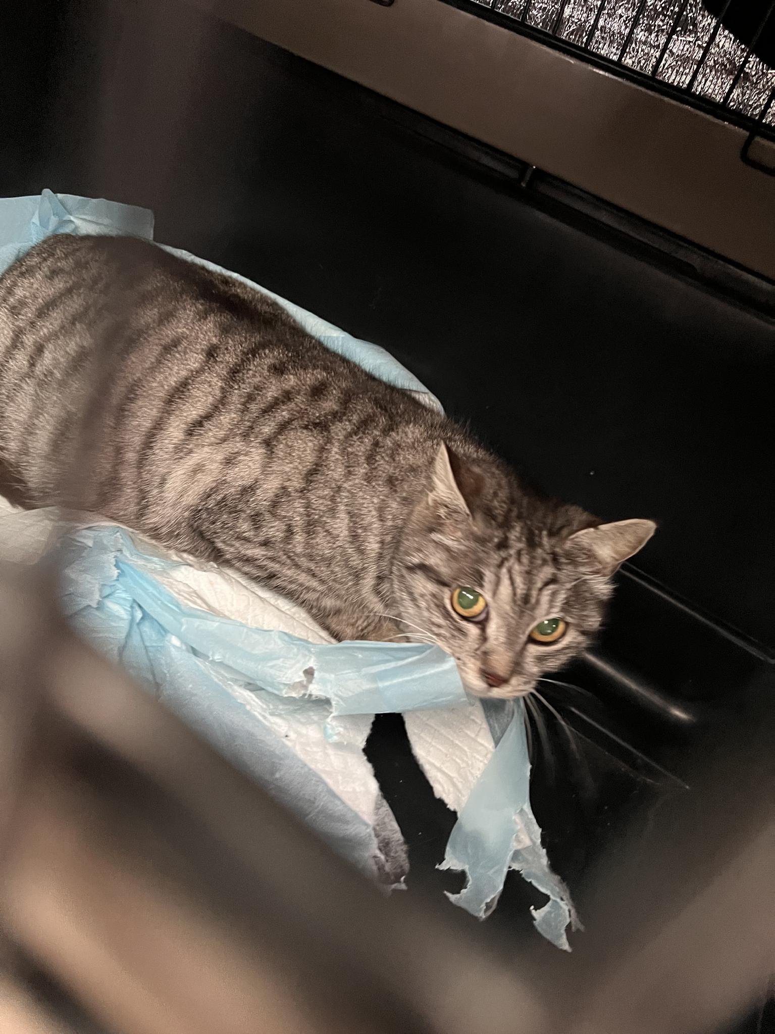 Ara receiving emergency veterinary care in a carrier