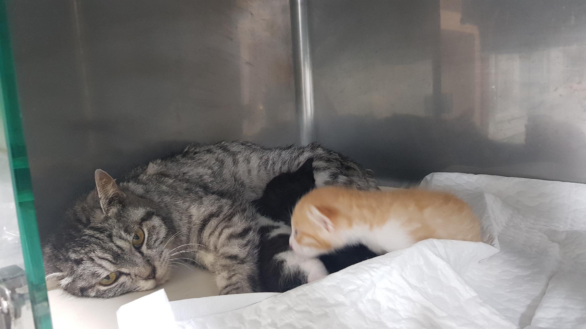 Ara reunited with her newborn kitten Ari