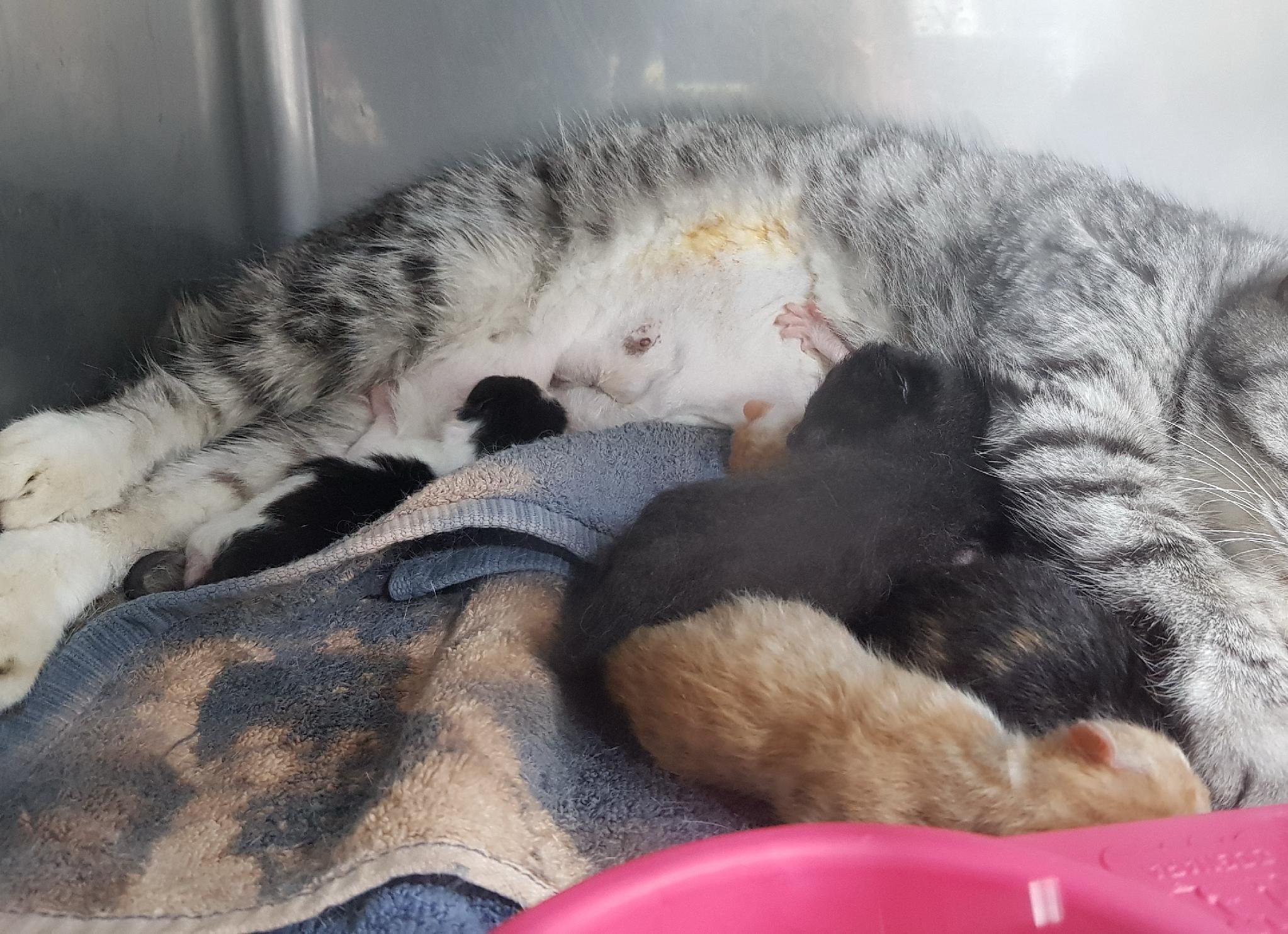 Ara nursing her surviving kittens together in foster care