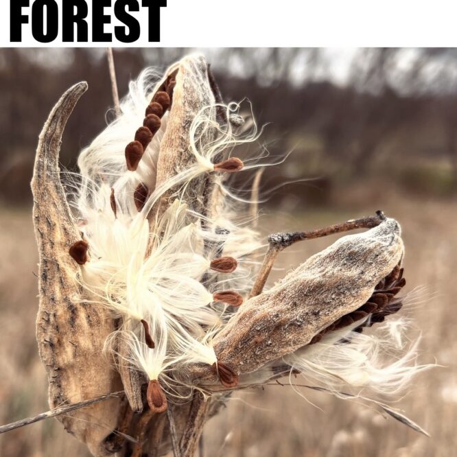 Urban Frontier Insights