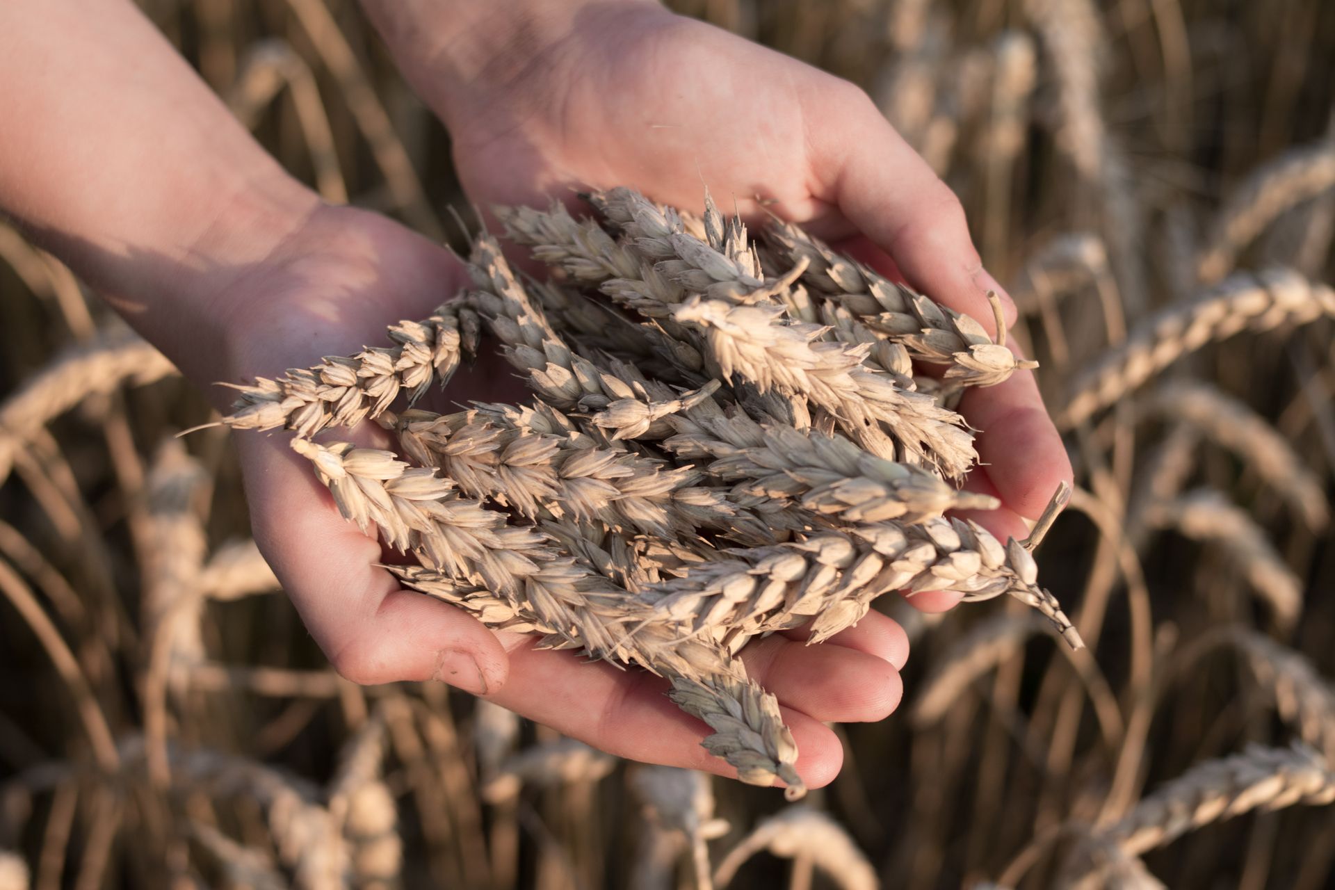 Cupped hands holding dried wheat in a field, illustrating AI and hunger