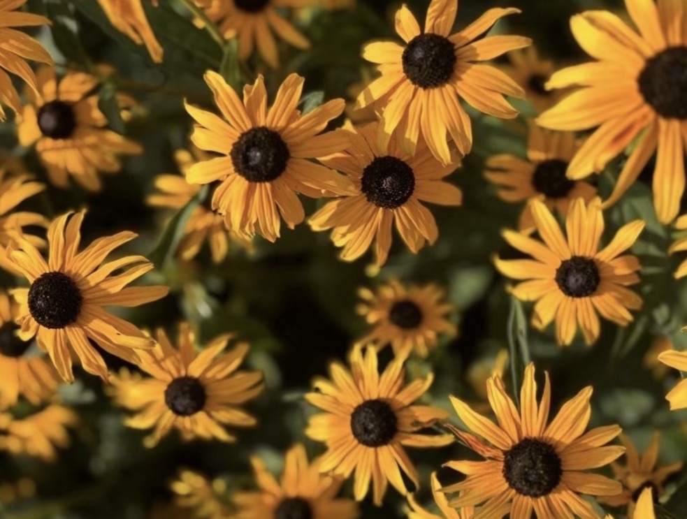 A dense cluster of black-eyed Susan flowers