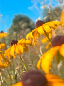 Urban Frontier Insights