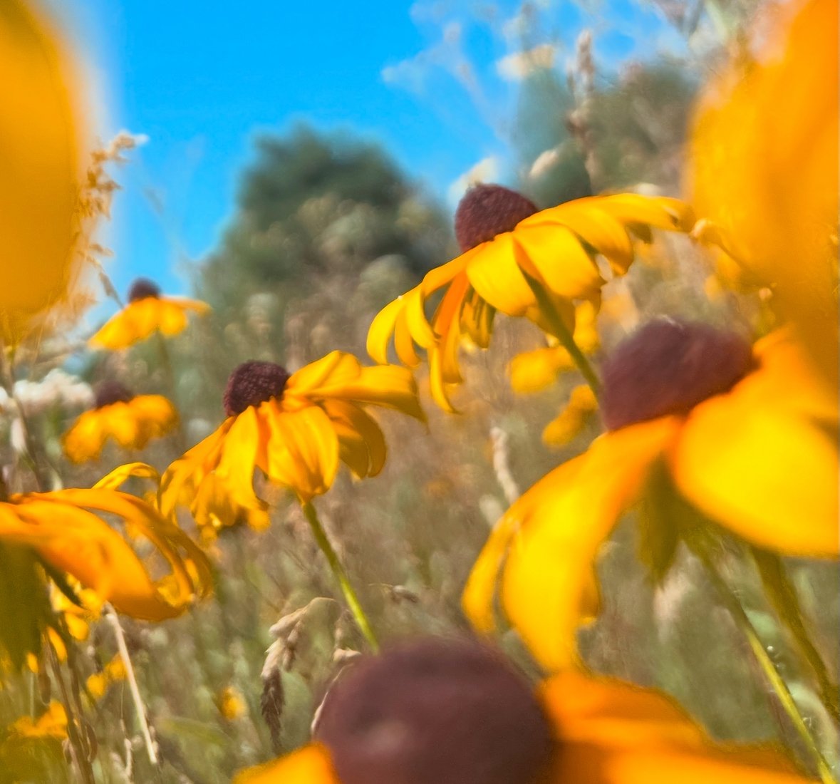 Black-eyed Susans in a sunlit meadow under a blue sky