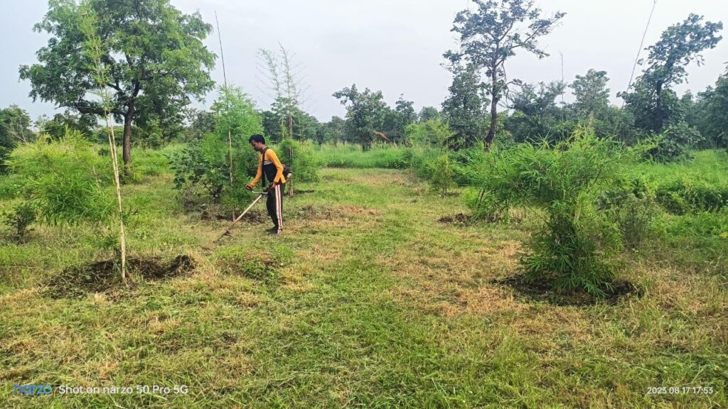 A frontline worker clearing invasive grass at a Nagar Van site