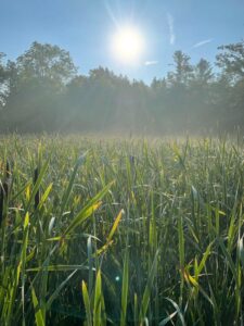 Urban Frontier Insights