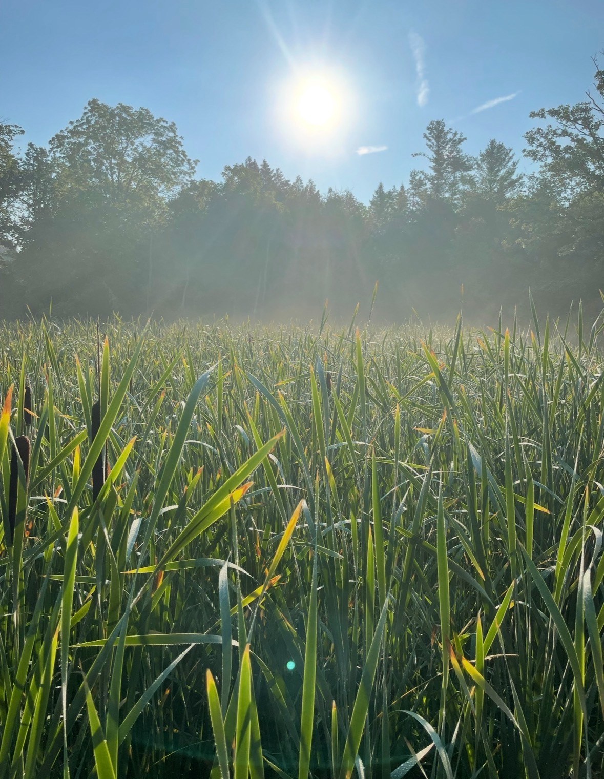 Sunlight over a field of reeds and cattails at the edge of a forest
