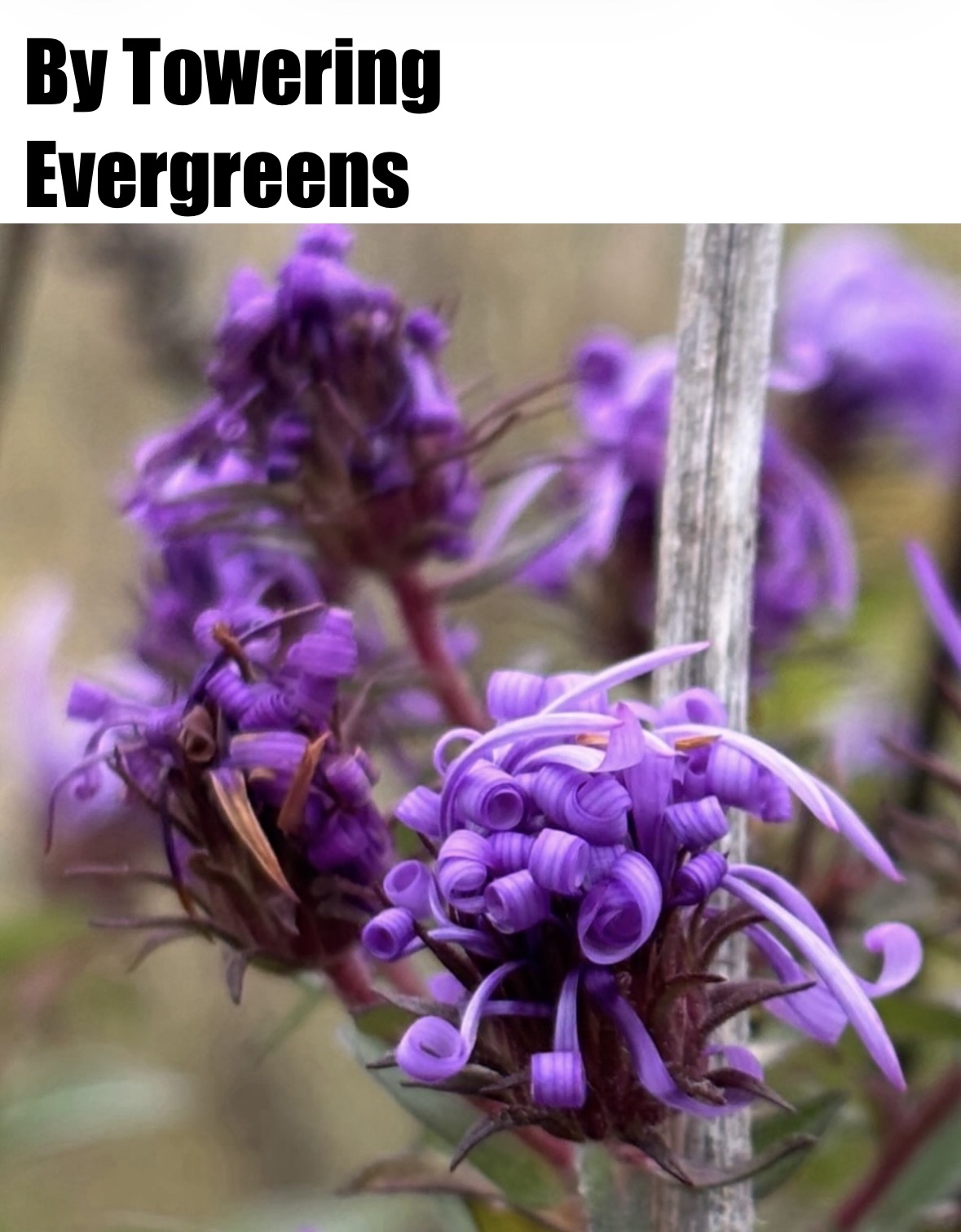 Purple wildflowers in close-up, with the title By Towering Evergreens